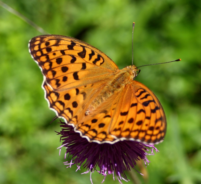 Argynnis